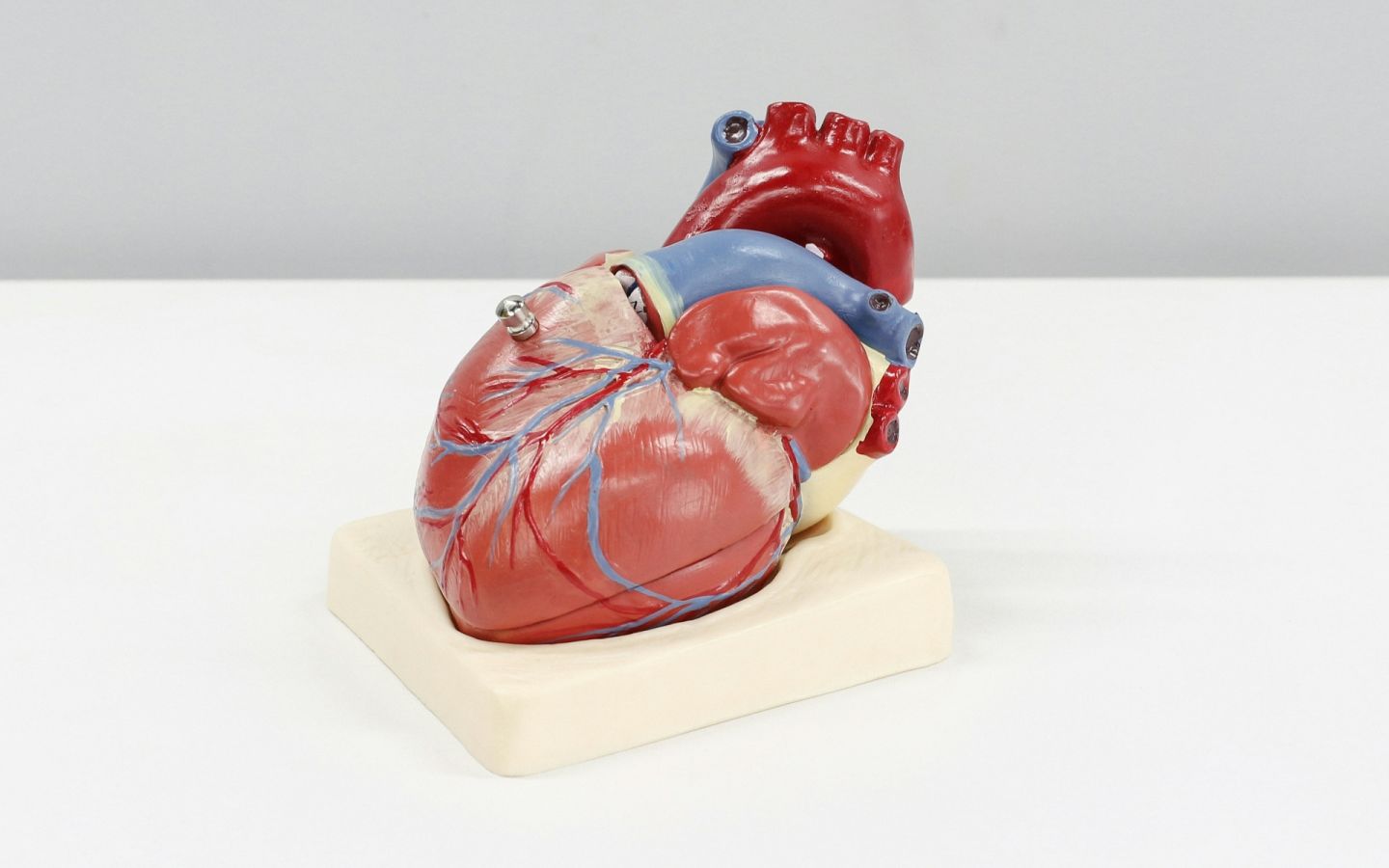 Enfermedad Cardiovascular: ¡Tu Corazón Te Necesita! Señales y Cuidados Vitales